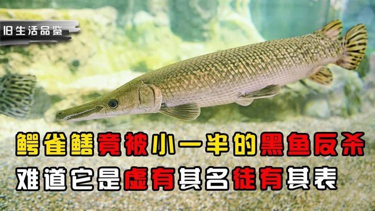 鱷雀鱔vs銀龍魚 鱷雀鱔vs銀龍魚 龍魚論壇 第4張