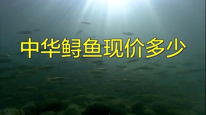 鱘龍魚價格一斤多少錢啊