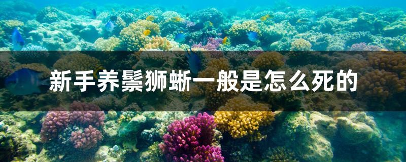 新手養(yǎng)鬃獅蜥一般是怎么死的