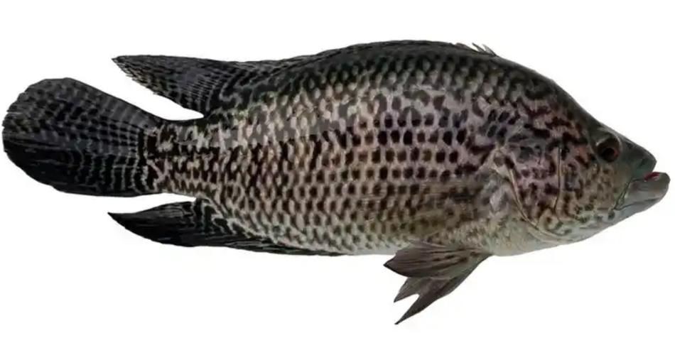 花斑魚圖片 龍魚論壇 第1張 花斑魚圖片 花斑魚圖片 龍魚論壇 第1張