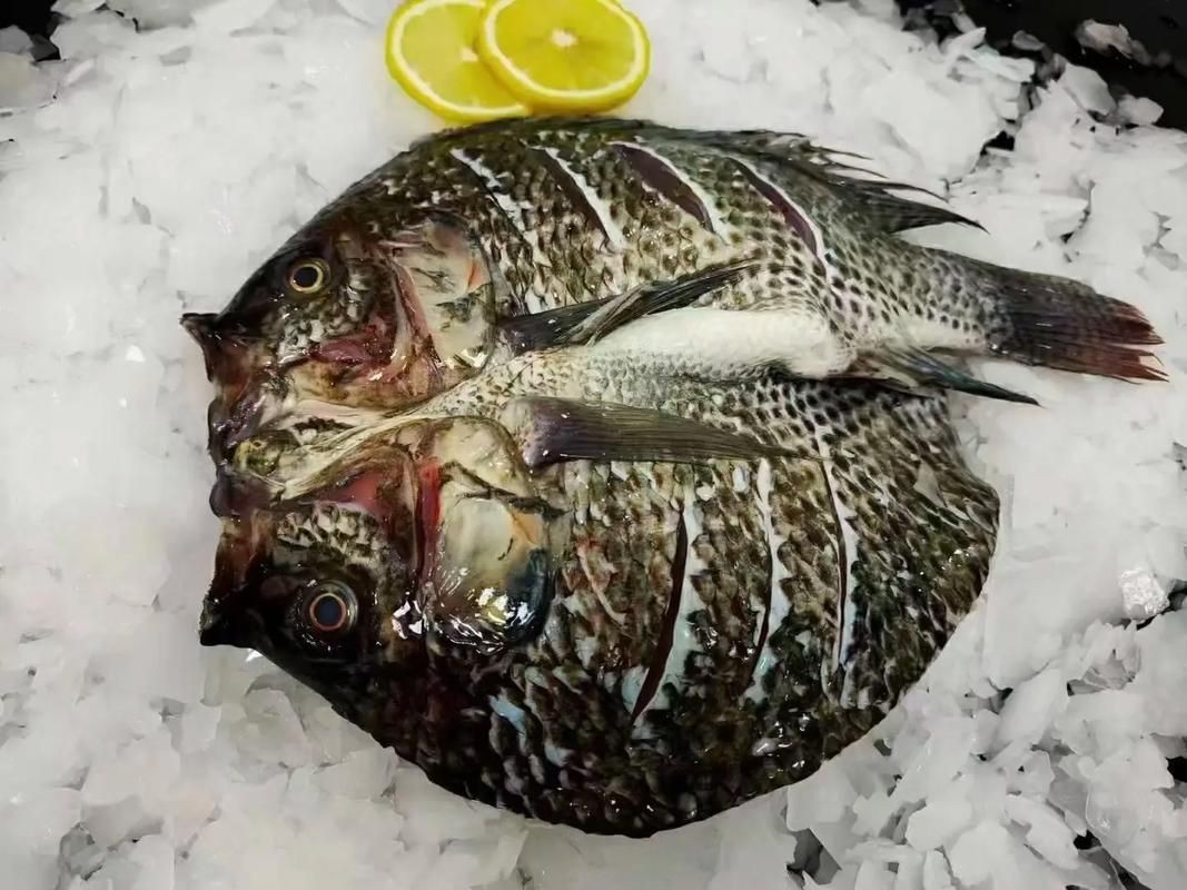 花斑魚圖片 龍魚論壇 第5張 花斑魚圖片 花斑魚圖片 龍魚論壇 第5張