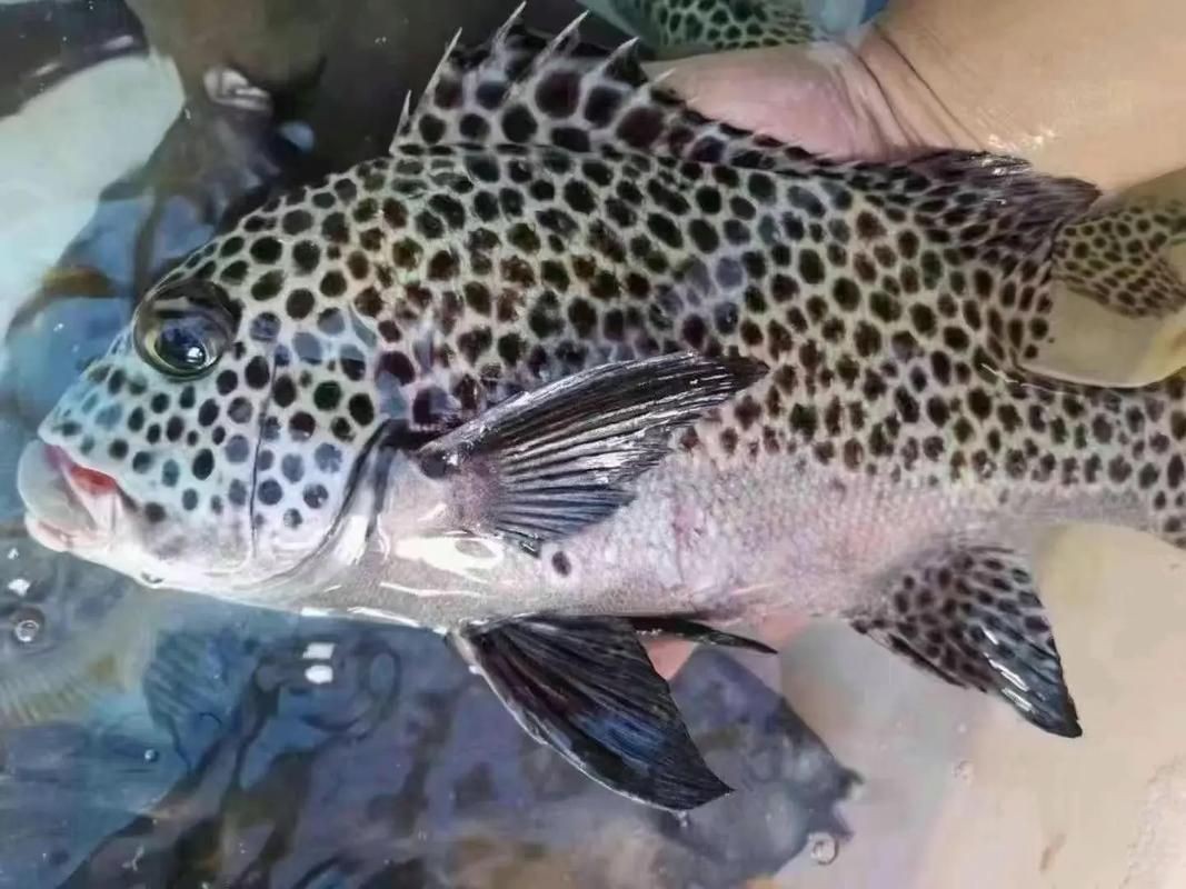 花斑魚圖片 龍魚論壇 第6張 花斑魚圖片 花斑魚圖片 龍魚論壇 第6張