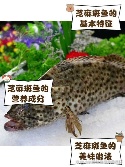 花斑魚圖片 龍魚論壇 第13張 花斑魚圖片 花斑魚圖片 龍魚論壇 第13張