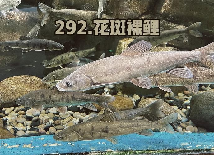 花斑魚圖片 龍魚論壇 第20張 花斑魚圖片 花斑魚圖片 龍魚論壇 第20張