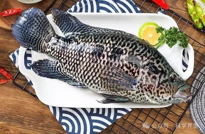 花斑魚圖片 龍魚論壇 第26張 花斑魚圖片 花斑魚圖片 龍魚論壇 第26張