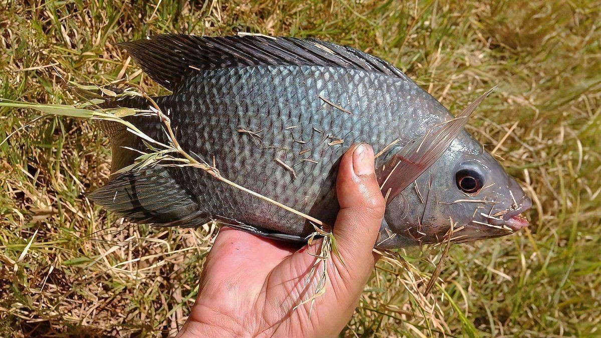 花斑魚圖片 龍魚論壇 第28張 花斑魚圖片 花斑魚圖片 龍魚論壇 第28張