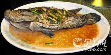 花斑魚圖片 龍魚論壇 第23張 花斑魚圖片 花斑魚圖片 龍魚論壇 第23張