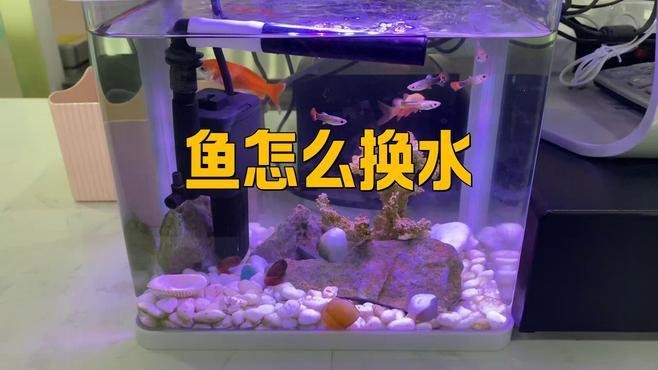 給我一些藍底過背金龍魚換水的視頻教程 給我一些藍底過背金龍魚換水的視頻教程 龍魚百科 第1張