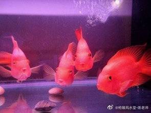 魚死了主人運氣變差