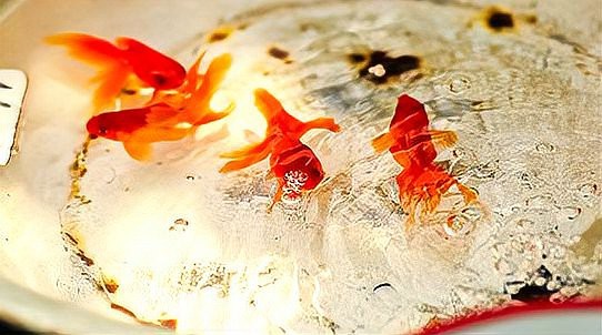 魚死了主人運氣變差