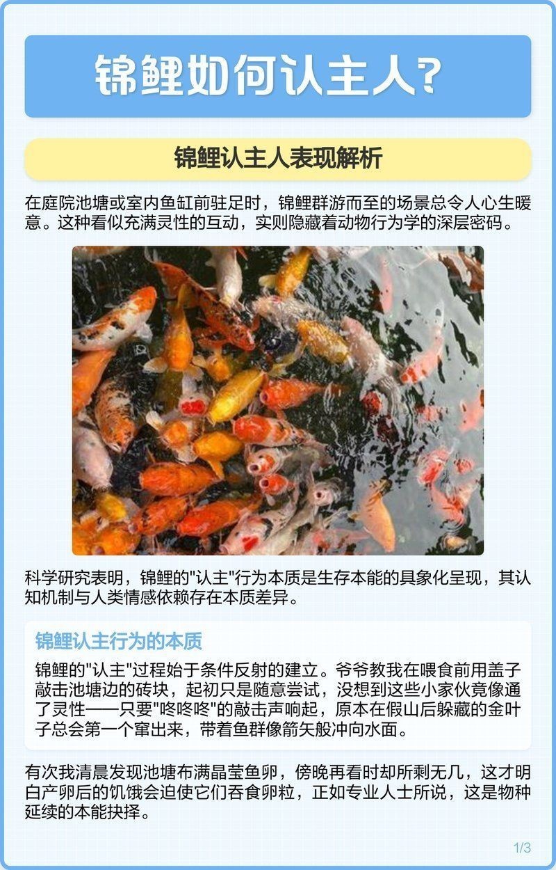 蝴蝶鯉認主人嗎