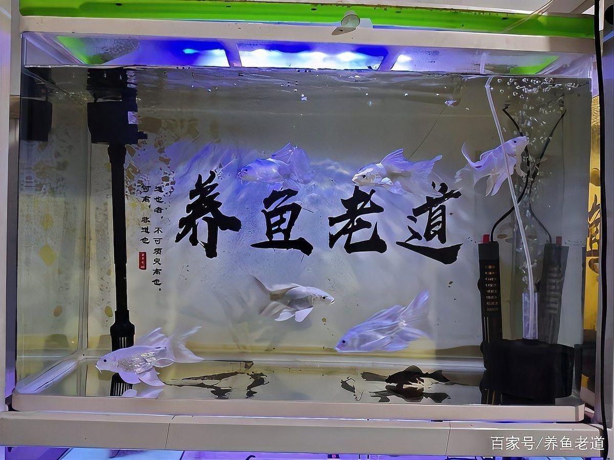 蝴蝶鯉認(rèn)主人嗎