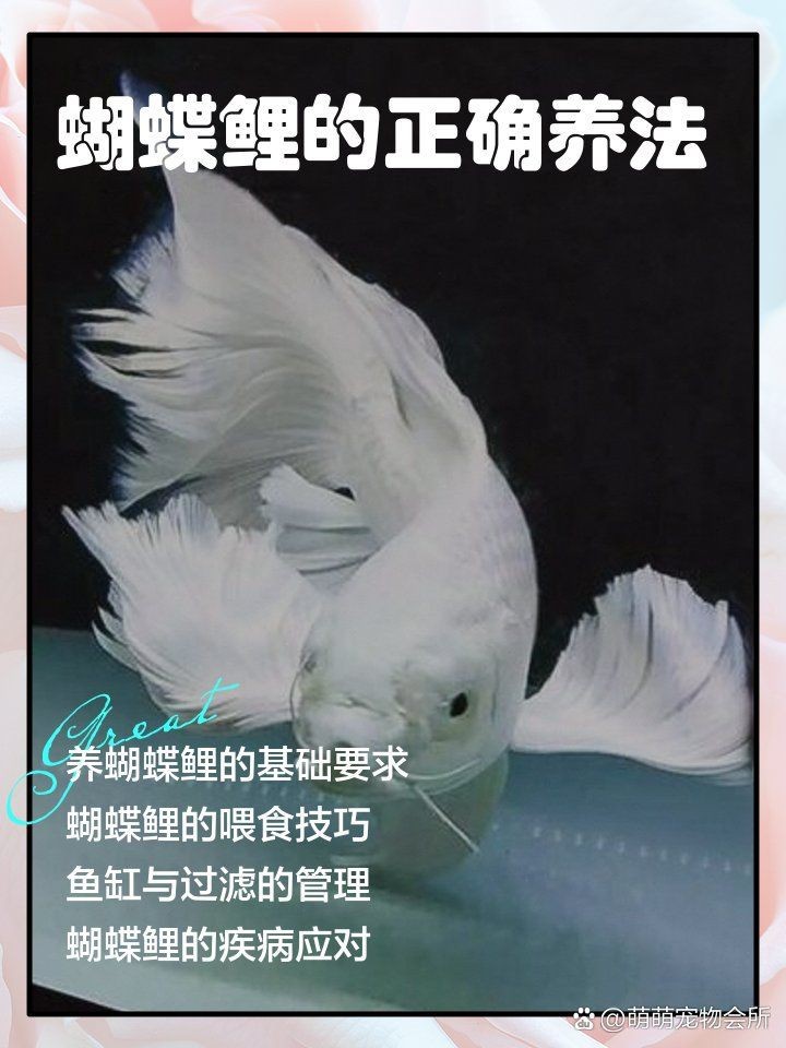 蝴蝶鯉認(rèn)主人嗎