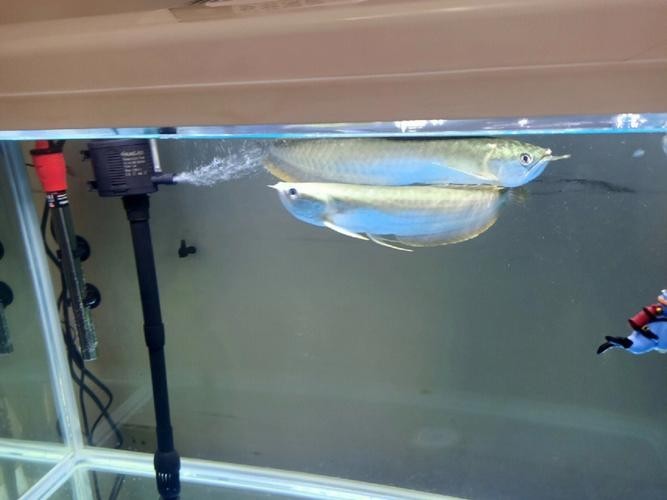 詳細(xì)閱讀:銀龍魚嘴巴撞壞了多久能好啊圖片 銀龍魚嘴巴撞壞了多久能好啊圖片
