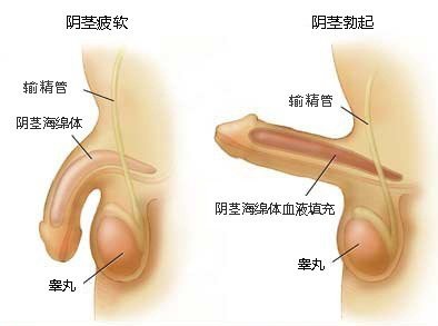 海龍魚的功能與作用 海龍魚的功能與作用 龍魚論壇 第2張