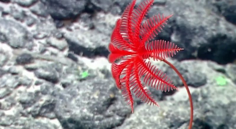 深海獅子魚價格表
