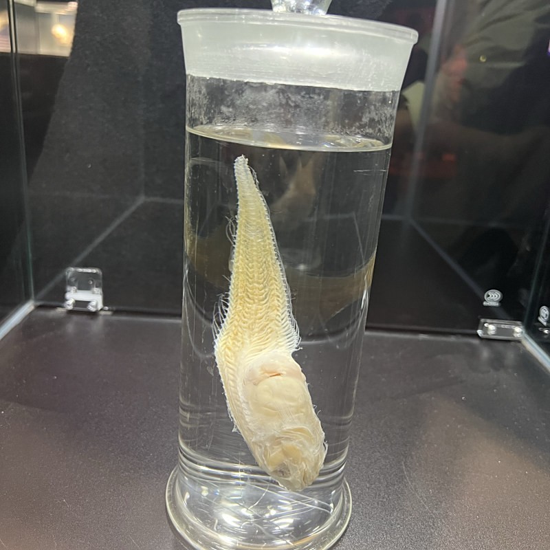 深海獅子魚價格表