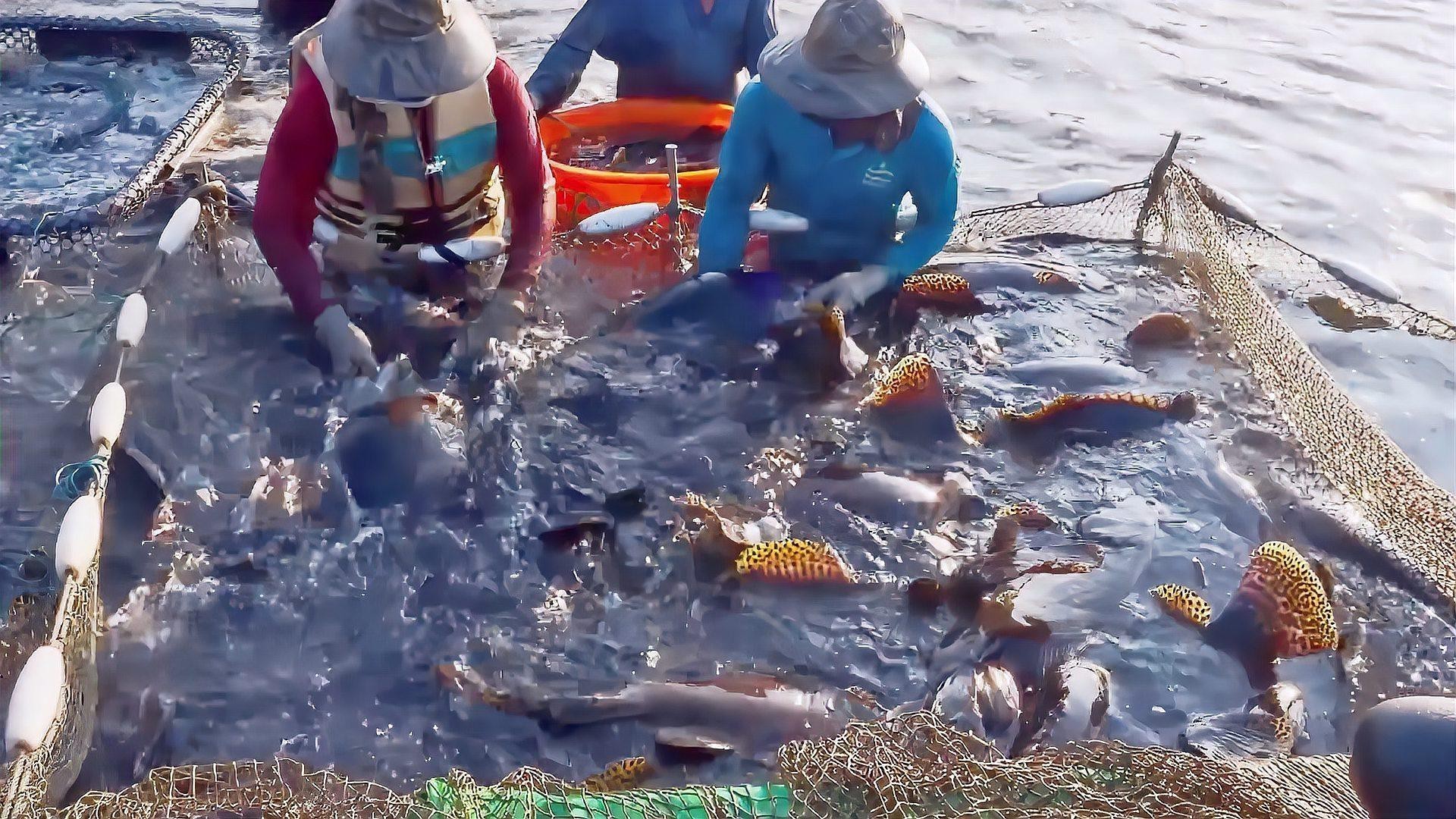龍躉石斑魚的市場需求如何
