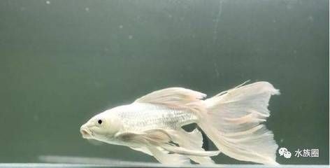 合肥市包河區(qū)亮點(diǎn)水族館（合肥市包河區(qū)亮點(diǎn)水族館電話）