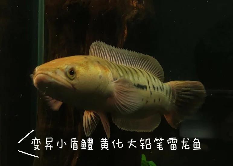 世界上最大的雷龍魚是什么魚