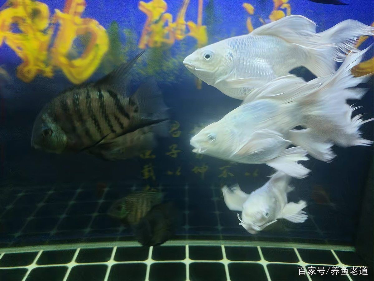 花老虎魚和地圖混養 花老虎魚和地圖混養 龍魚論壇 第6張