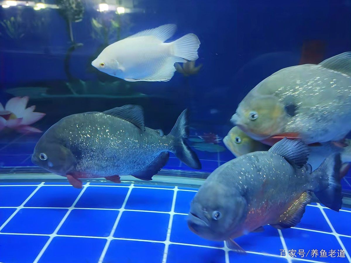 花老虎魚和地圖混養 花老虎魚和地圖混養 龍魚論壇 第10張