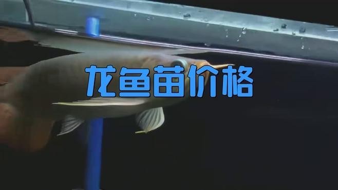 龍魚苗多少錢一只 龍魚苗多少錢一只 龍魚百科 第1張