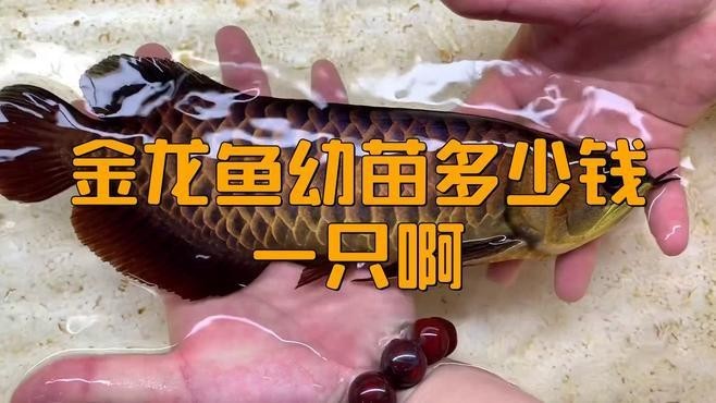 龍魚苗多少錢一只 龍魚苗多少錢一只 龍魚百科 第3張