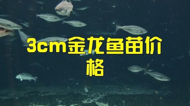 龍魚苗多少錢一只 龍魚苗多少錢一只 龍魚百科 第2張