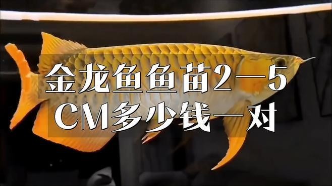 龍魚苗多少錢一只 龍魚苗多少錢一只 龍魚百科 第5張