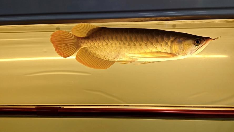 龍魚燈的正確擺放圖片