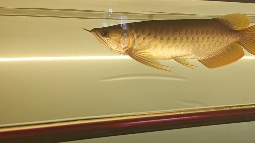 龍魚燈的正確擺放圖片