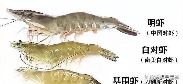 對蝦和基圍蝦的區別 對蝦和基圍蝦的區別 龍魚論壇 第3張