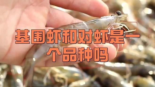 對蝦和基圍蝦的區別 對蝦和基圍蝦的區別 龍魚論壇 第4張