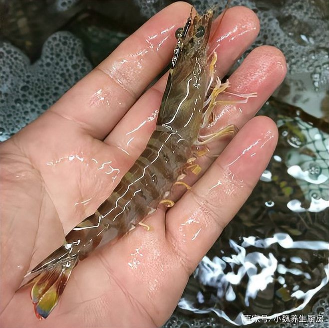 對蝦和基圍蝦的區別 龍魚論壇 第7張 對蝦和基圍蝦的區別 對蝦和基圍蝦的區別 龍魚論壇 第7張