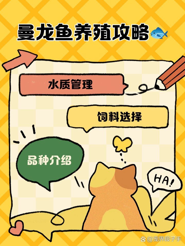 藍曼龍公母混養的最佳比例 藍曼龍公母混養的最佳比例 龍魚百科 第1張