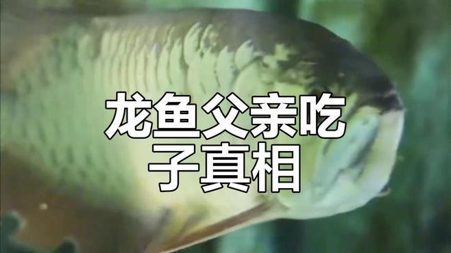 動(dòng)物世界龍魚