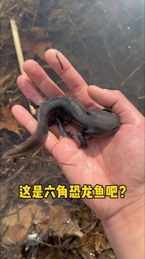 恐龍魚品種大全圖片及名稱介紹