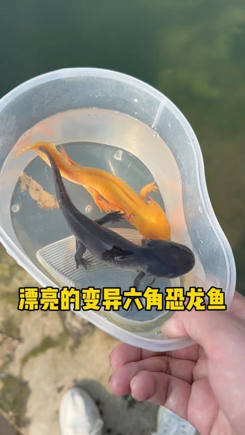 恐龍魚品種大全圖片及名稱介紹