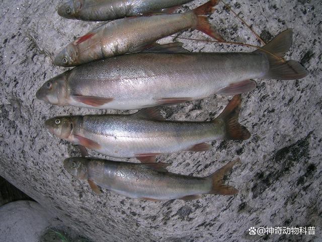 淡水魚價格一覽表