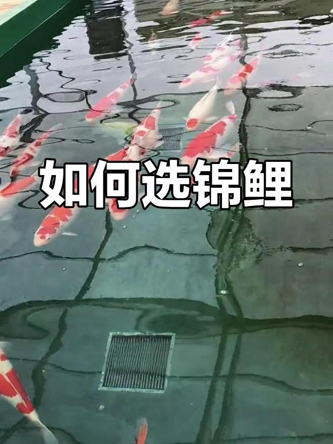 附近哪里有錦鯉賣 附近哪里有錦鯉賣 龍魚論壇 第4張