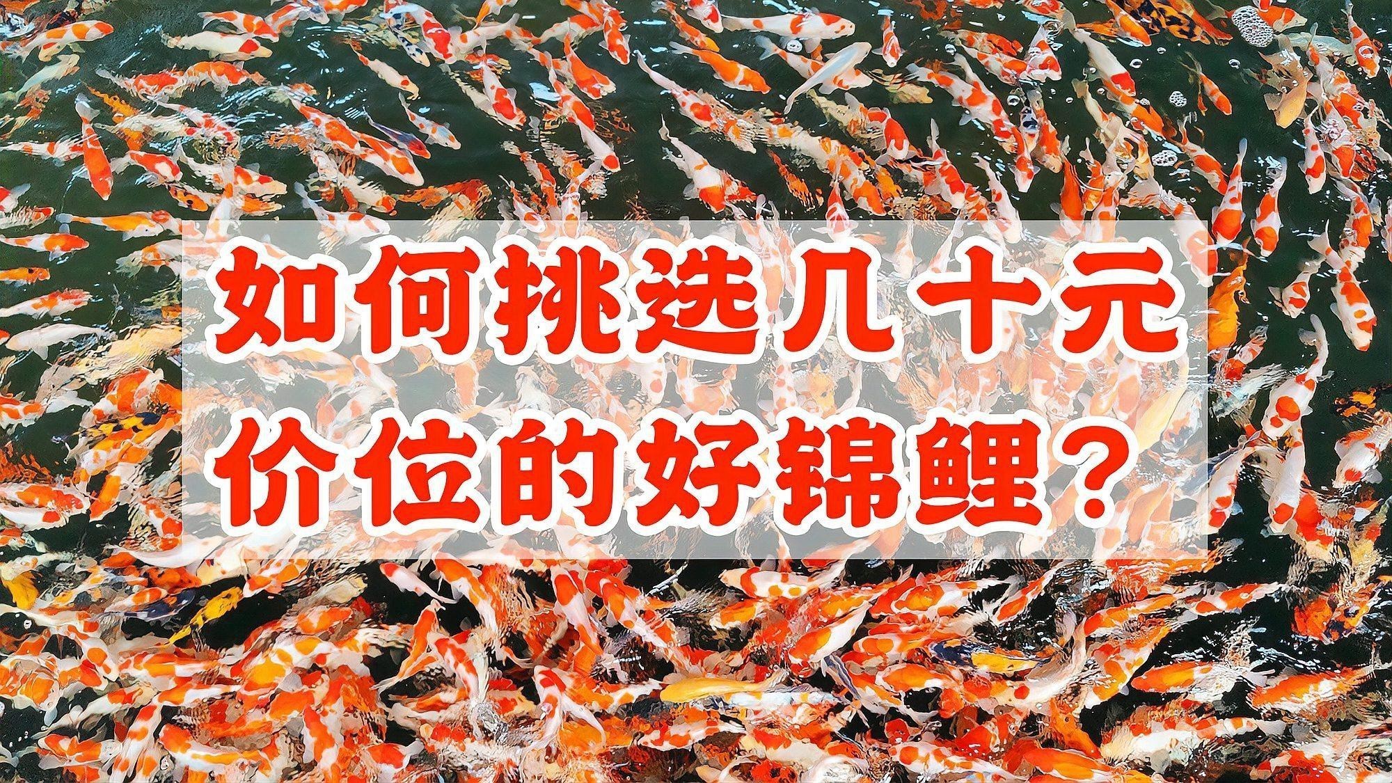 附近哪里有錦鯉賣 附近哪里有錦鯉賣 龍魚論壇 第5張