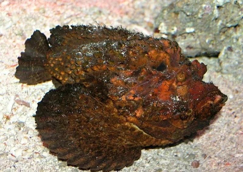 虎刺魚學名