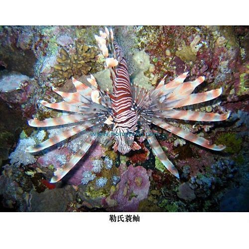 虎刺魚學名 虎刺魚學名 龍魚論壇 第5張