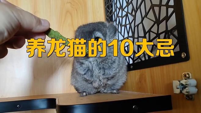 龍貓為什么不能隨便養 龍貓為什么不能隨便養 龍魚論壇 第2張