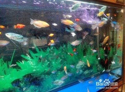 銀龍魚混養搭配什么好(銀龍魚混養怎么搭配)
