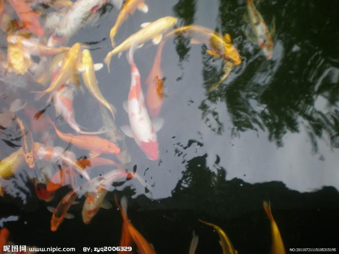 給我一張龍鳳魚(yú)的圖片 給我一張龍鳳魚(yú)的圖片 龍魚(yú)論壇 第5張
