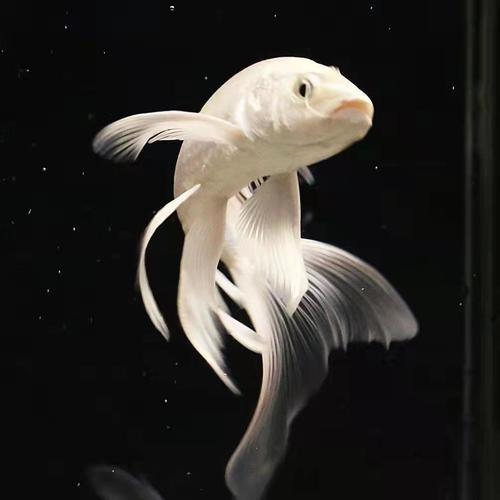 給我一張龍鳳魚(yú)的圖片 給我一張龍鳳魚(yú)的圖片 龍魚(yú)論壇 第9張
