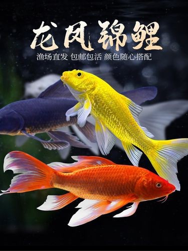 給我一張龍鳳魚(yú)的圖片 給我一張龍鳳魚(yú)的圖片 龍魚(yú)論壇 第16張