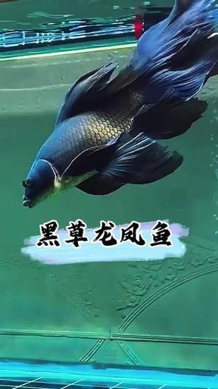 給我一張龍鳳魚(yú)的圖片 給我一張龍鳳魚(yú)的圖片 龍魚(yú)論壇 第15張